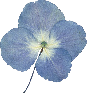 Pressed hydrangea flower