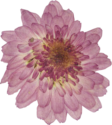 Pressed chrysanthemum flower