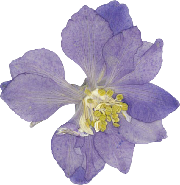 Pressed delphinium flower