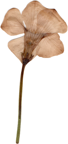 Dry Vinca Flower 