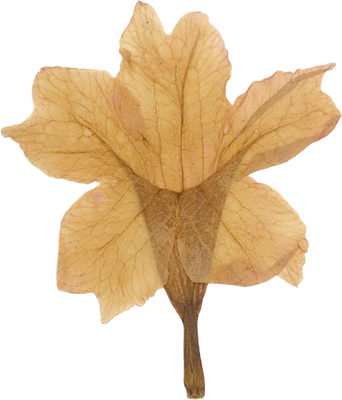 Pressed dolichandra flower