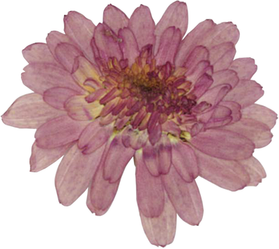 Pressed chrysanthemum flower